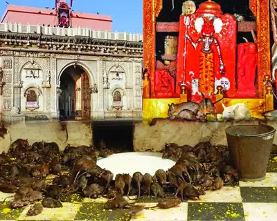 Read more about the article Karni mata temple